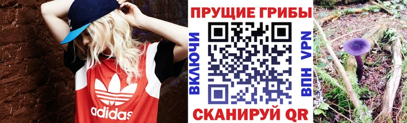 Псилоцибиновые грибы Psilocybe  Купить закладки  Калачинск 